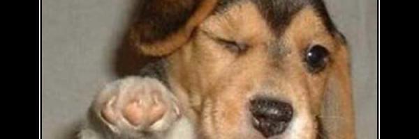 DreadedRedbeard banner