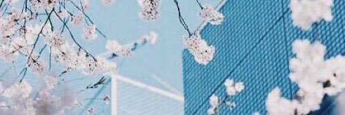traderoses's profile banner image