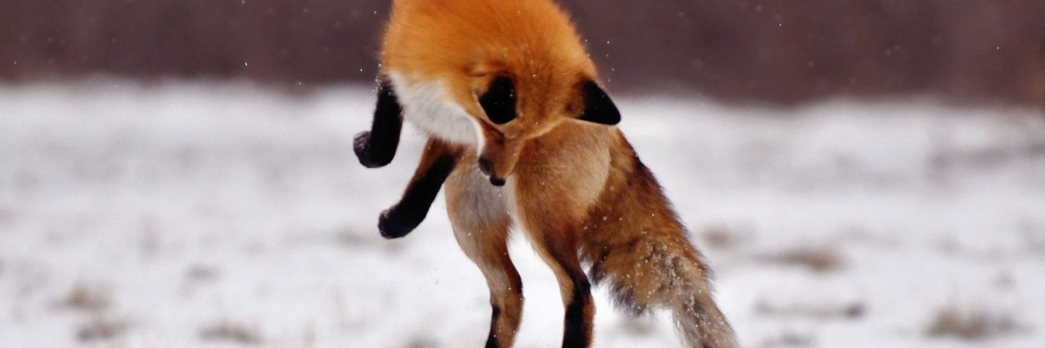 foxbooh's profile banner image