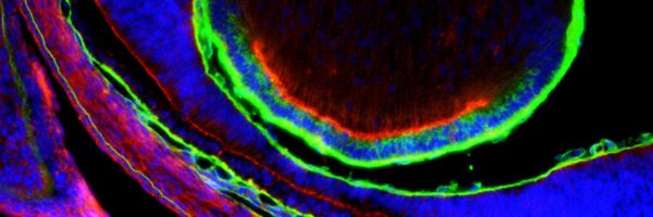 CCMB_USC Profile Banner