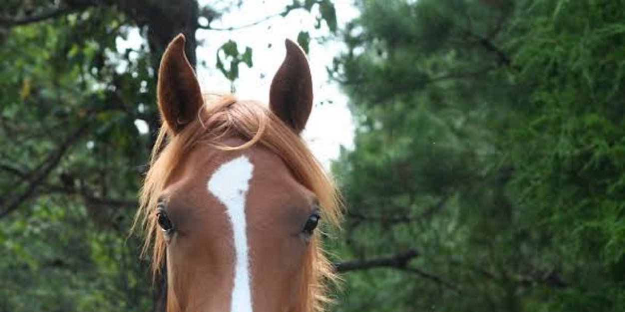 keltnerdi's profile banner image