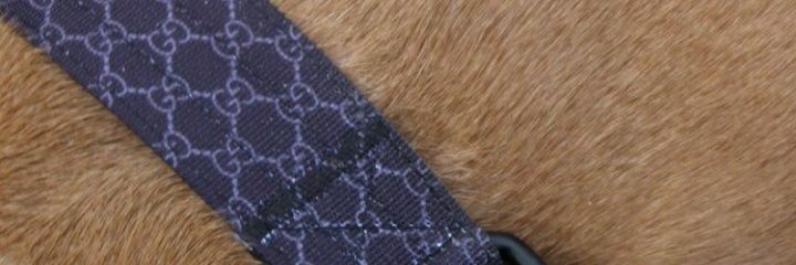 Designerdoglead's profile banner image