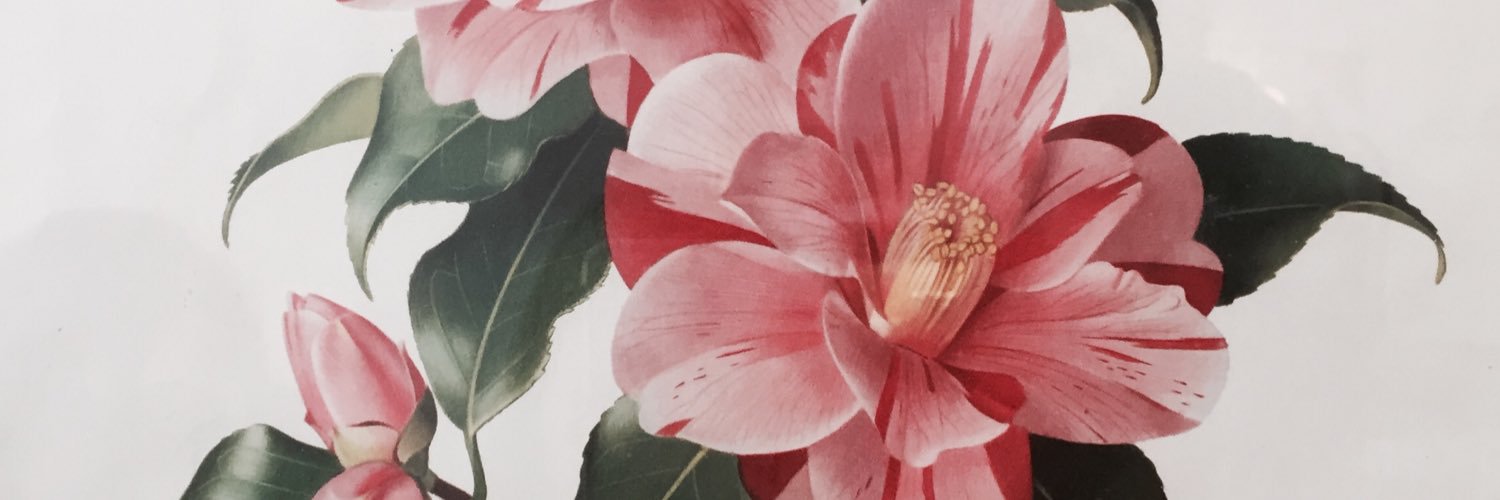 martinacalvis's profile banner image