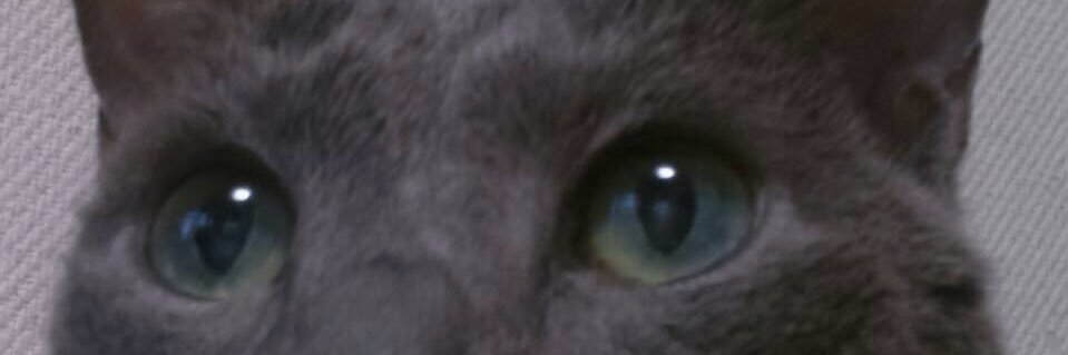 PunchNeko's profile banner image