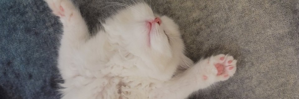 inxx✿ banner