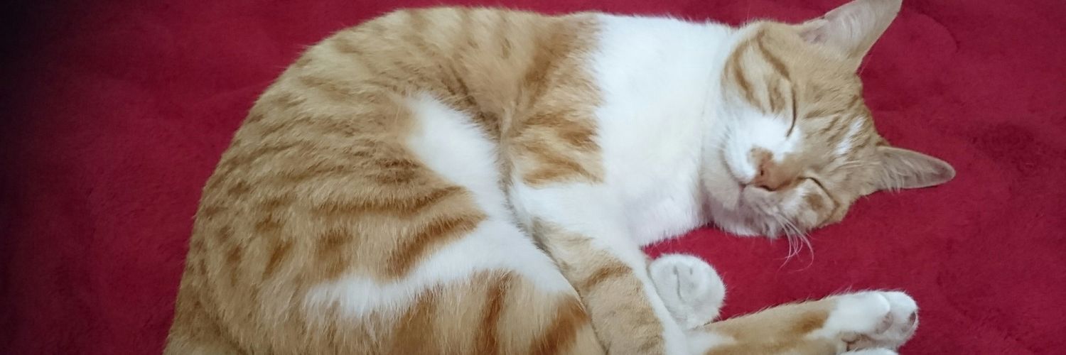 ねっこ(っ ॑꒳ ॑c)₺ƾ banner