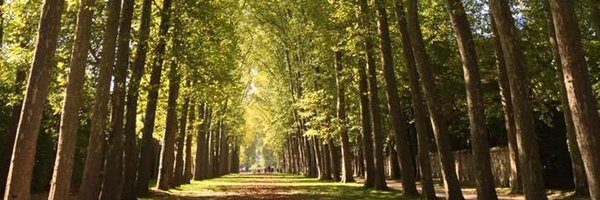 MonicaBustR Profile Banner