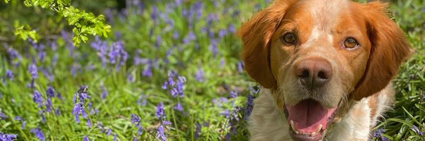 NDeanMarshall Profile Banner