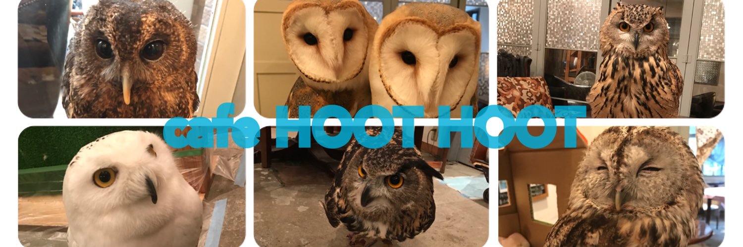 cafehoothoot's profile banner image