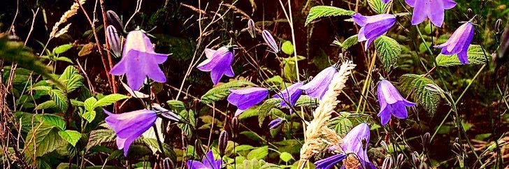 Diane's banner