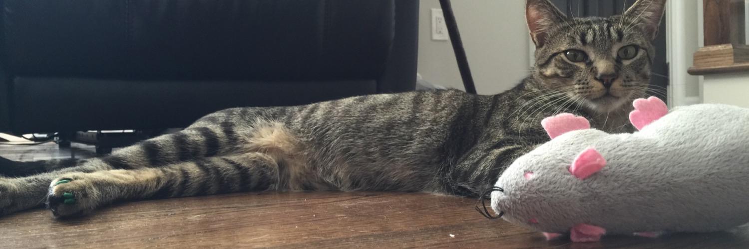 mishie's profile banner image