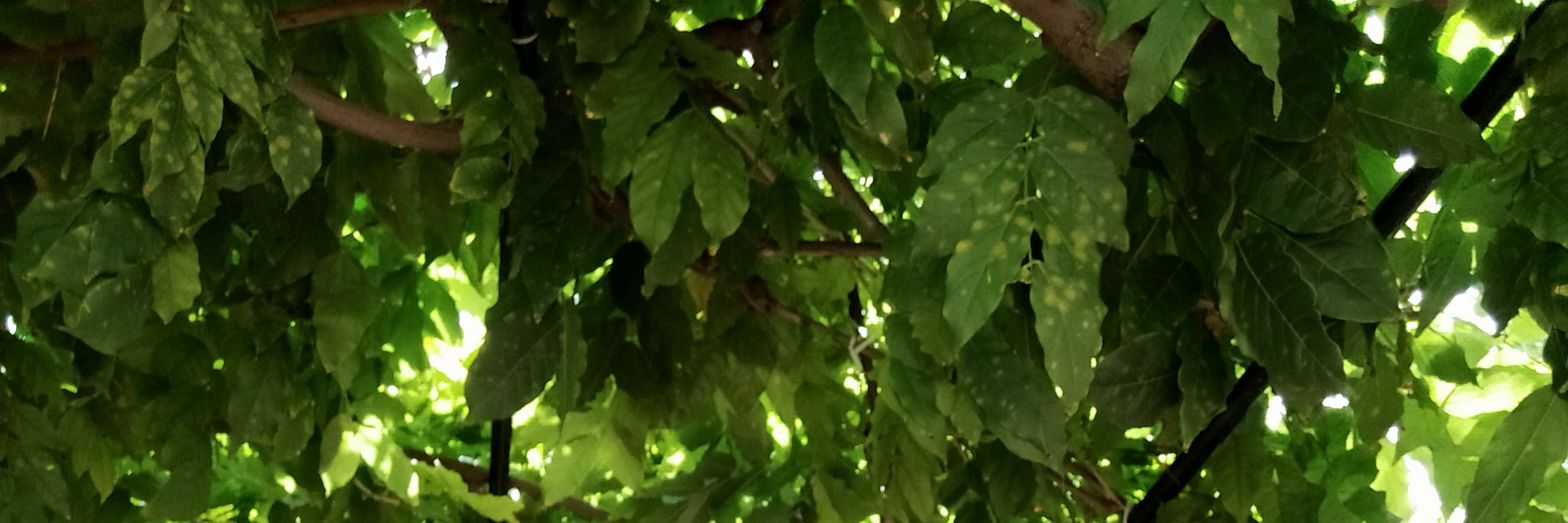 cmgcasimiroMD's profile banner image