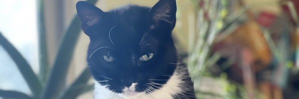 KeVroN Profile Banner