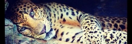 DanyAmarillo's profile banner image