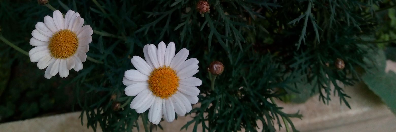 MicaCebey's profile banner image