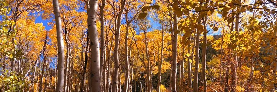 Mary Ellen Huss banner
