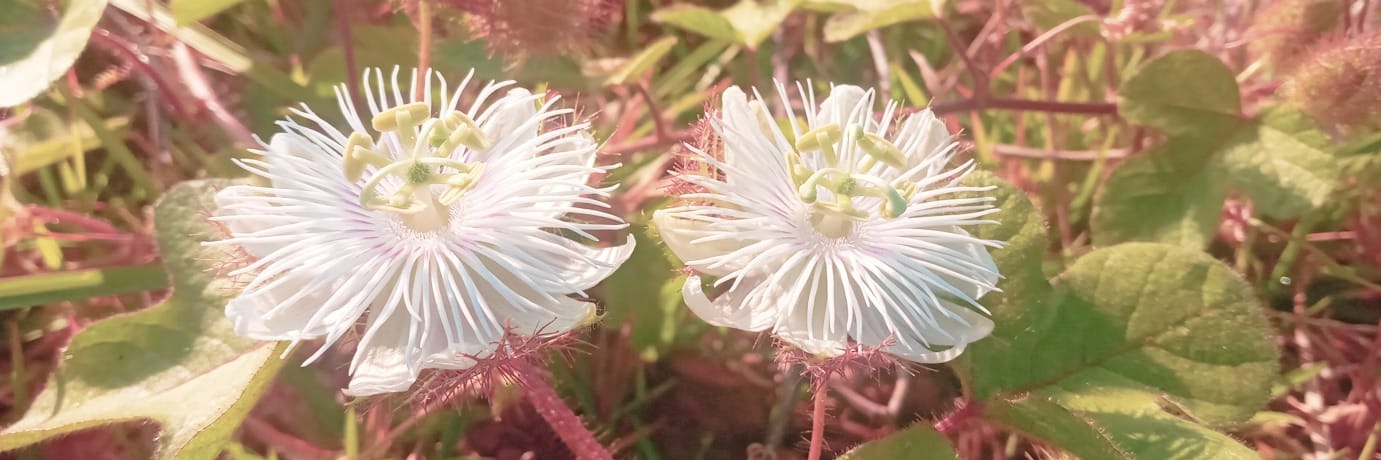 Manuel 👨‍⚕️ banner