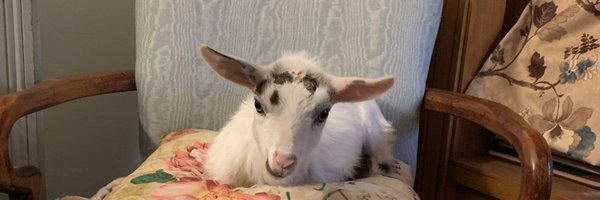 MuffinAndElliot Profile Banner