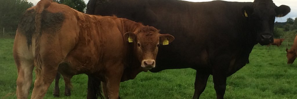 forterra105's profile banner image