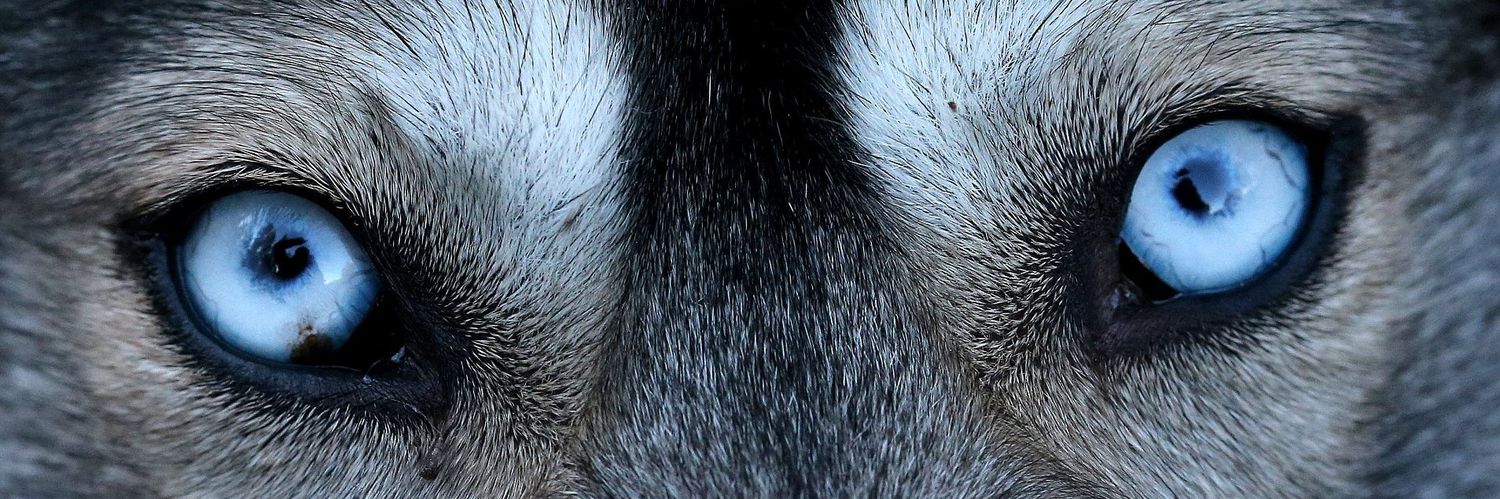 HuskyMicky banner