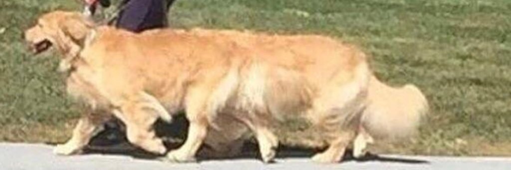 fishmern's profile banner image