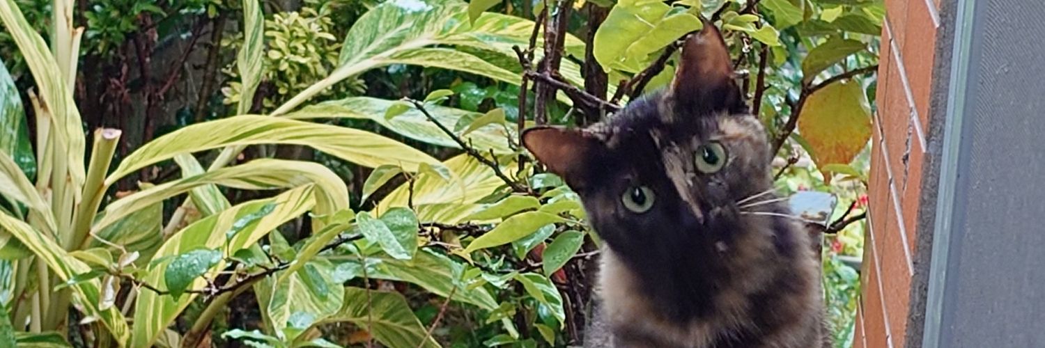 あみ★∞𓃠 banner