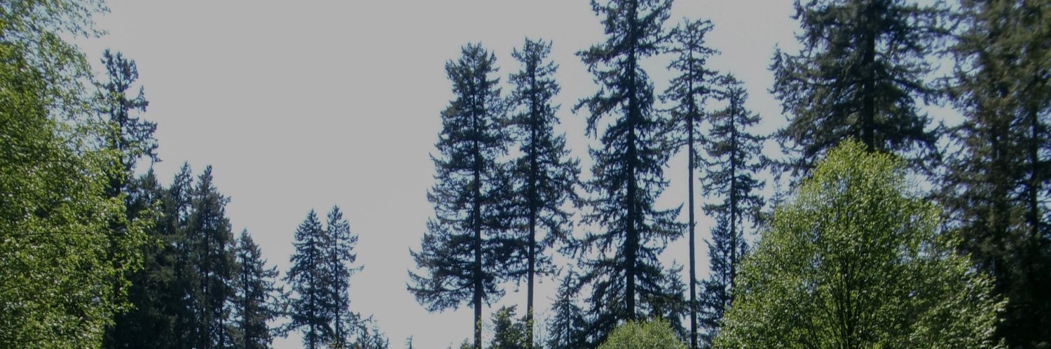 🦋. banner