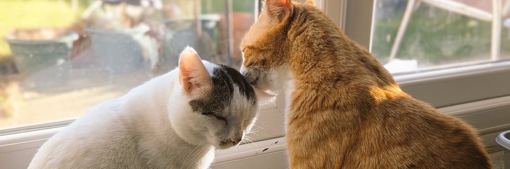 Vio (+ 🐱Charlie & 🐱Chris) banner