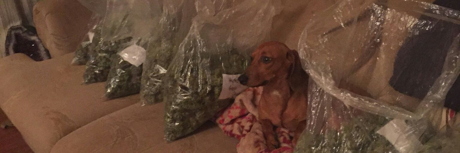 kcghostface_'s profile banner image