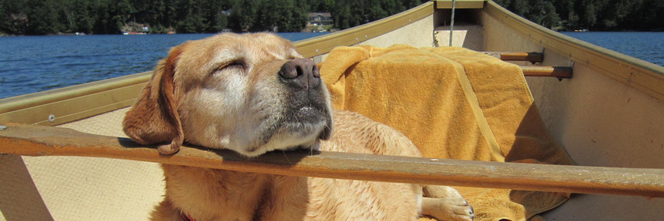 Dogs247Becky's profile banner image