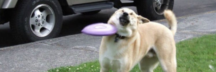 PR Girls Ultimate banner