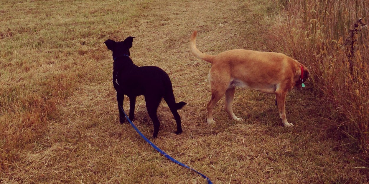 Sheila Whewell banner