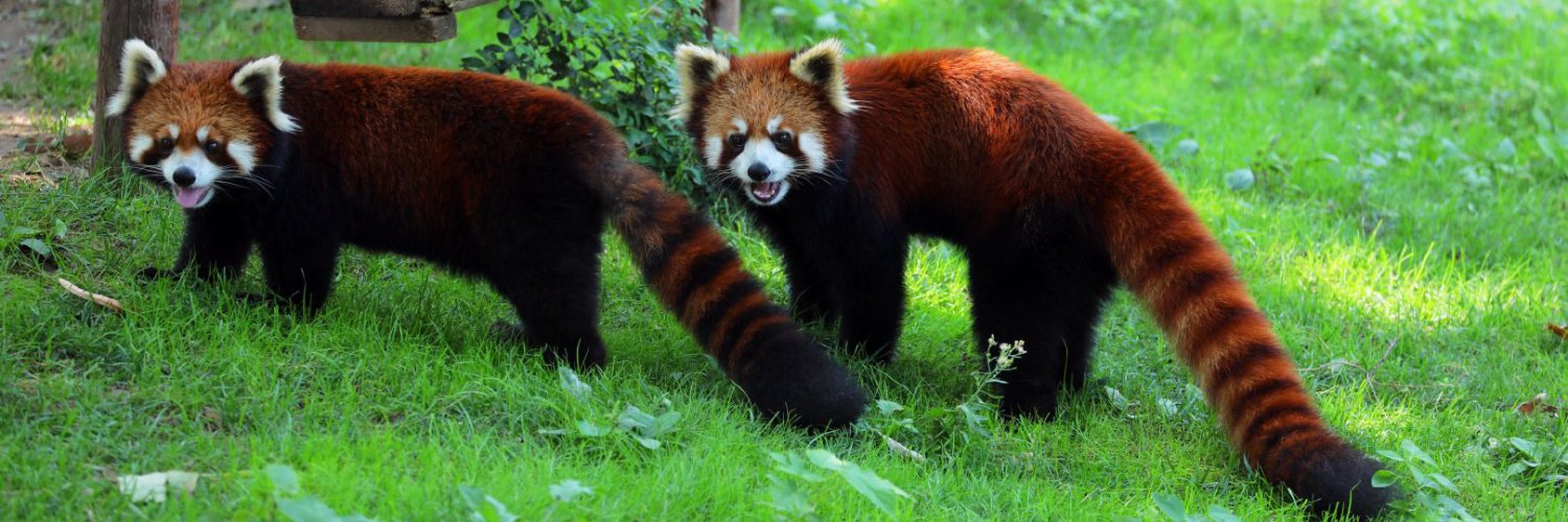 HappyPanda3759's profile banner image