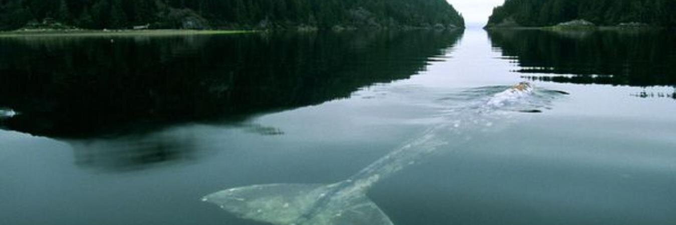 Daktari Musonye banner