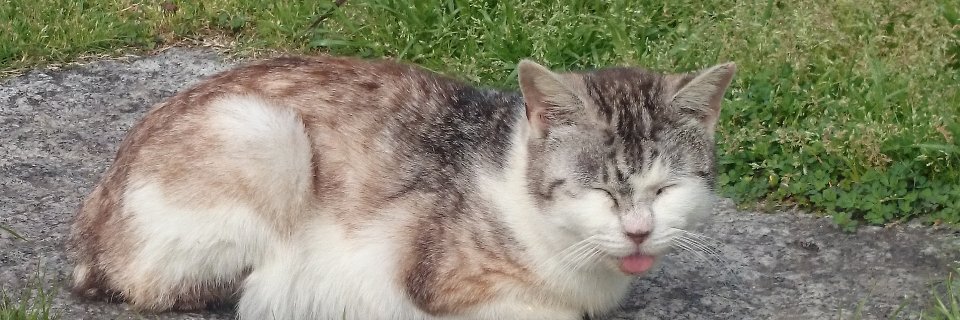 eringieringi's profile banner image