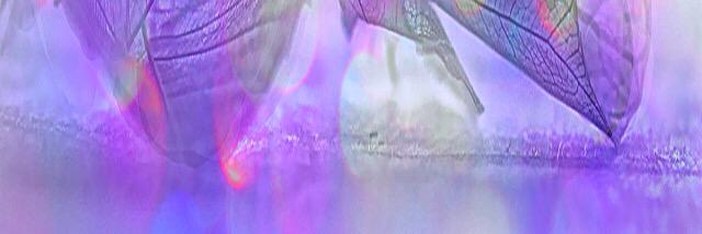 VivField's profile banner image