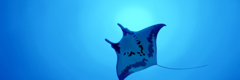 DIVEIndia Outbound banner