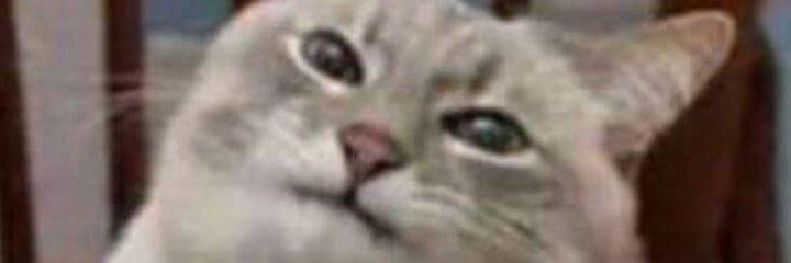 SilviteRamirez banner