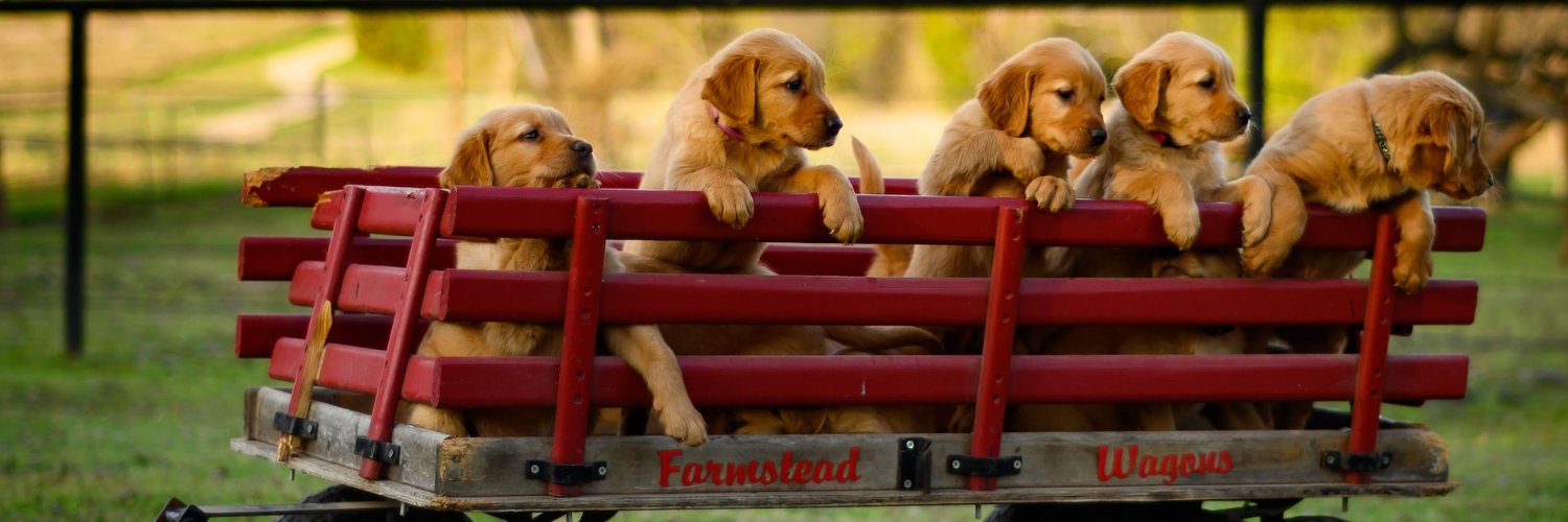 Getapuppy's profile banner image