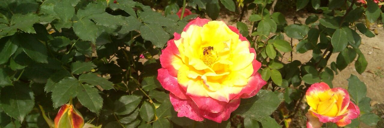 Sunanda S. Kumar banner