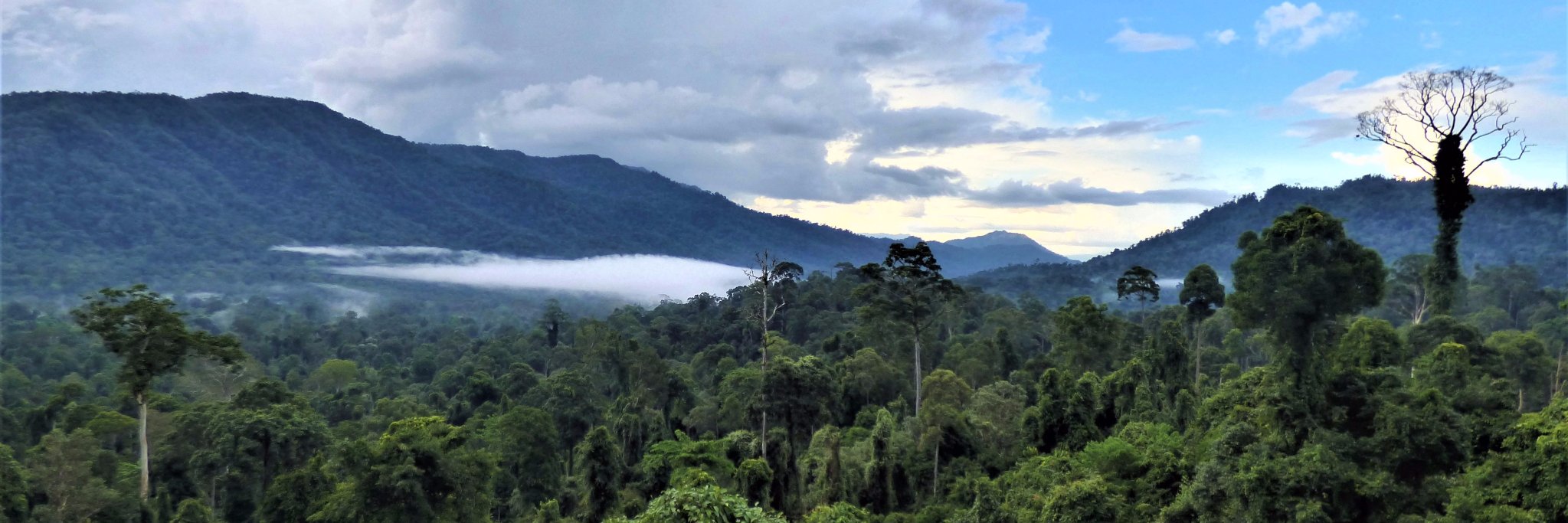 Jessica Haysom, PhD banner