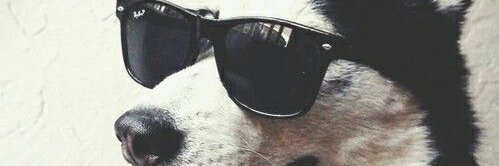dani banner