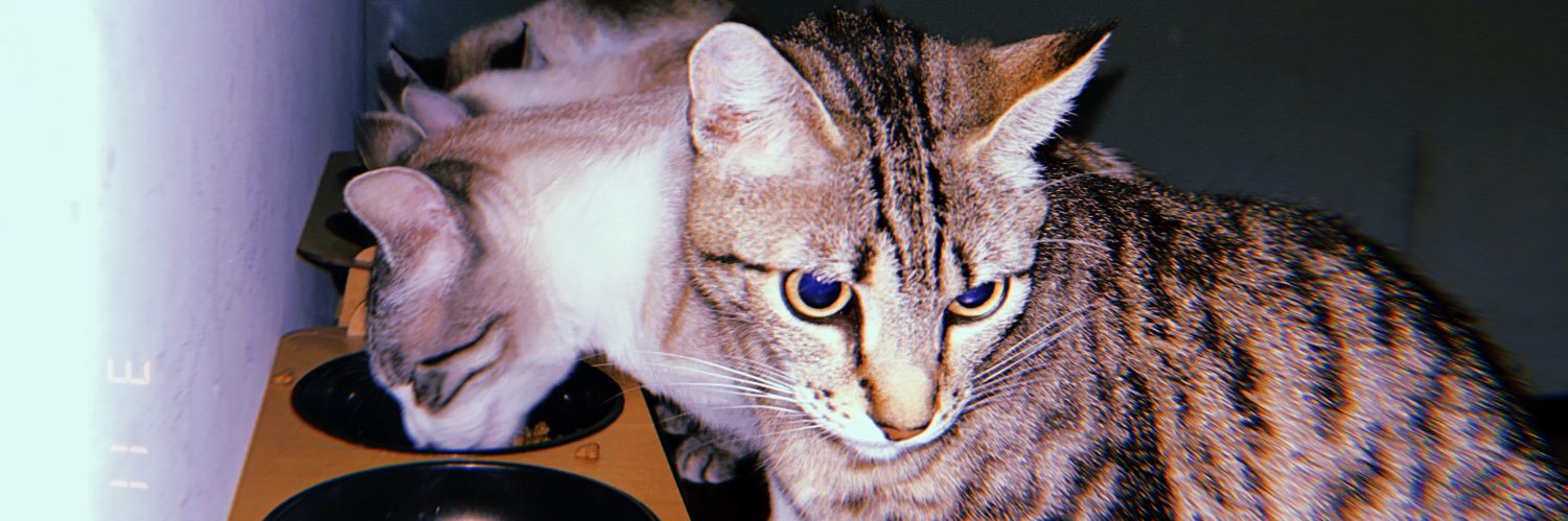 ceci liz banner