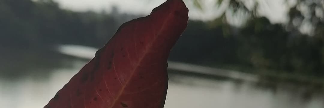 _mildred_______'s profile banner image