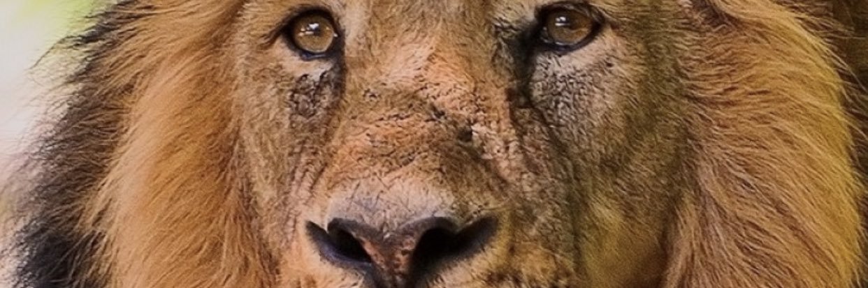 _Bowman_son's profile banner image