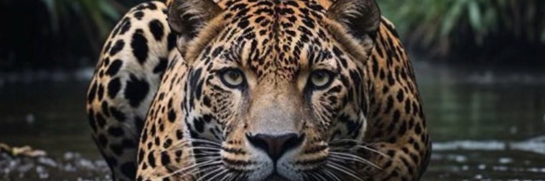 ThamaraRozza's profile banner image