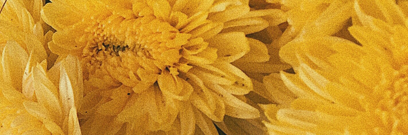 iyoi_'s profile banner image