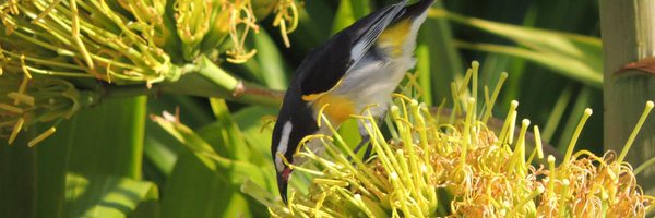 LindsayJaacks Profile Banner