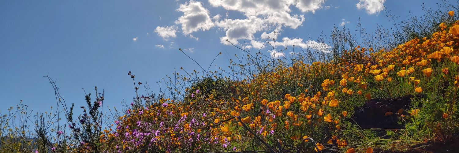 ℂ𝕠𝕝𝕠𝕟𝕖𝕝 𝕍𝕚𝕟𝕕𝕞𝕒𝕟'𝕤 ℂ𝕠𝕣𝕤𝕖𝕥 🌴 banner