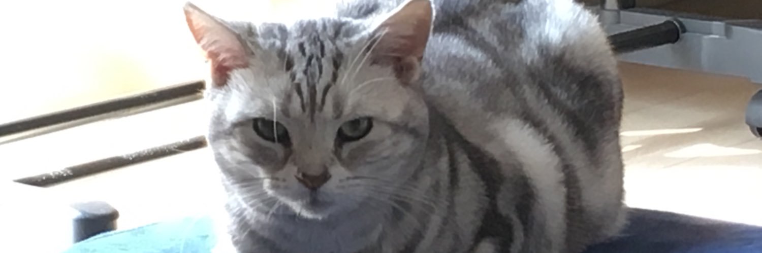 toron_fez's profile banner image
